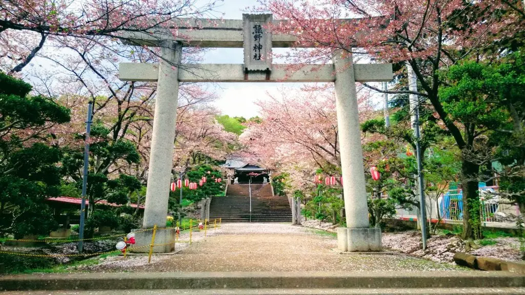 The infamous cherry blossoms of Japan dot the countryside far from the crowds of Tokyo.
