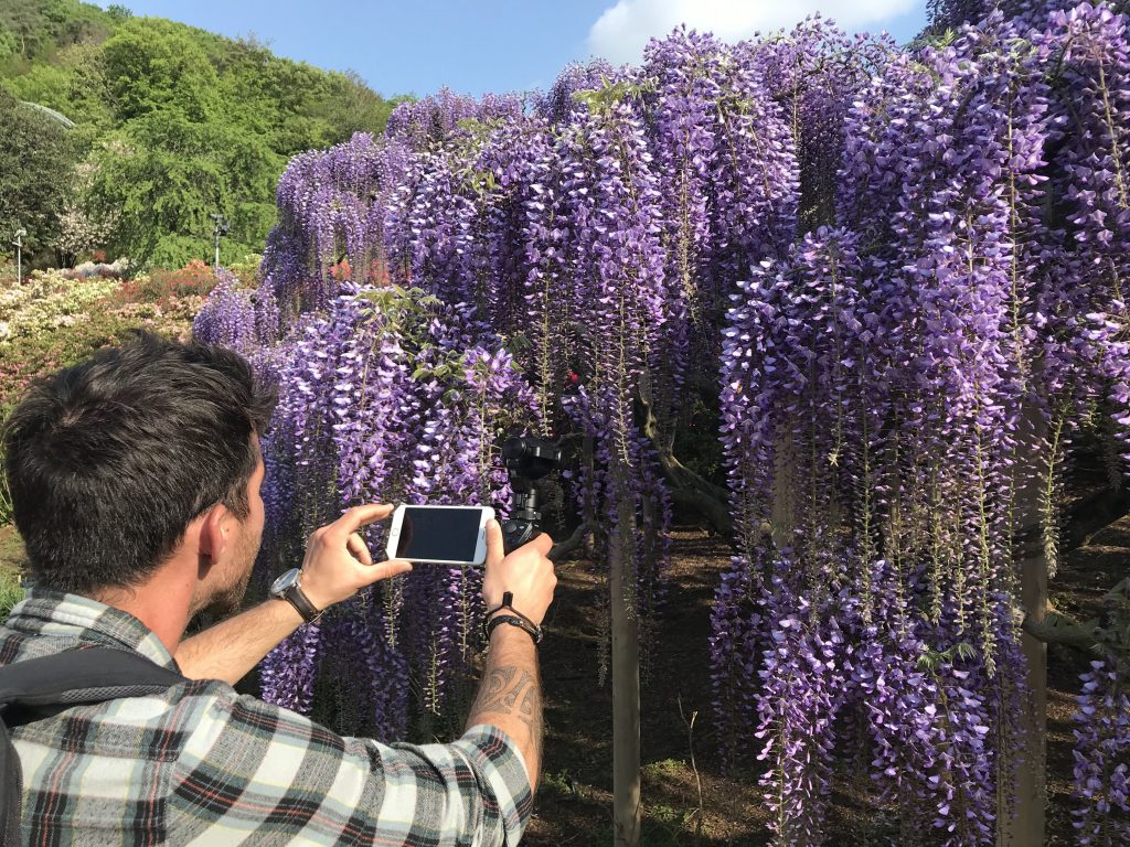 Purple wisteria flowers at Ashikaga Flower Park are the perfect subject for your next photoshoot