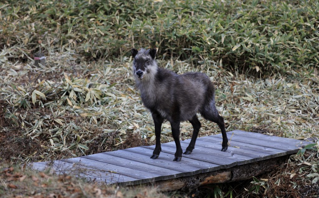 The elusive Kamoshika カモシカ, Japanese serow.